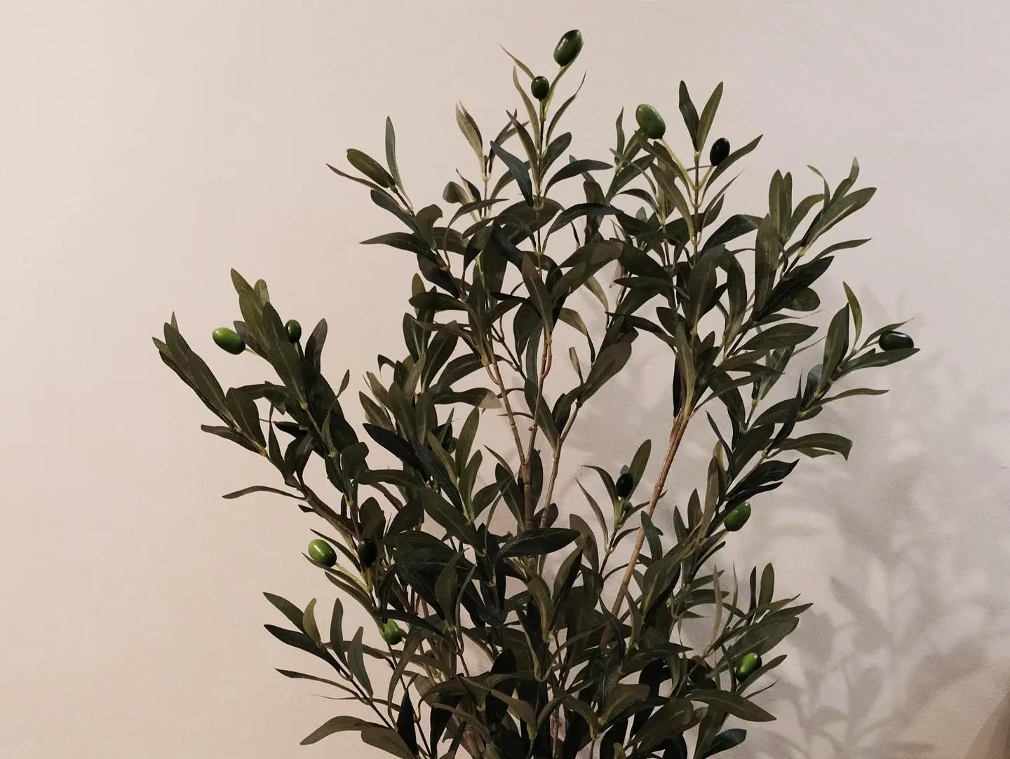 klinik gigi tulus plant